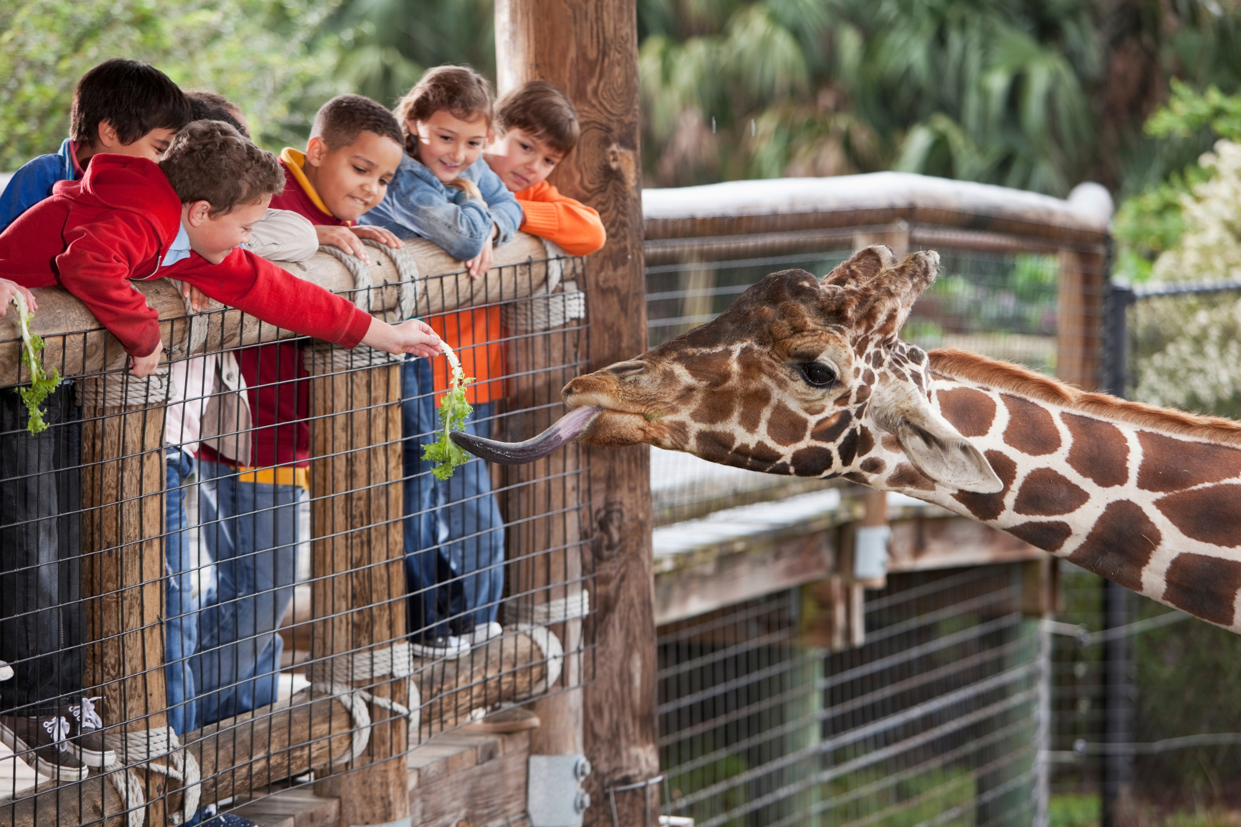 Common Zoo Animals for Kids_ The Fun, Exciting, and Educational Introduction to the Most Amazing Wild Animals Your Child Will See at the Zoo