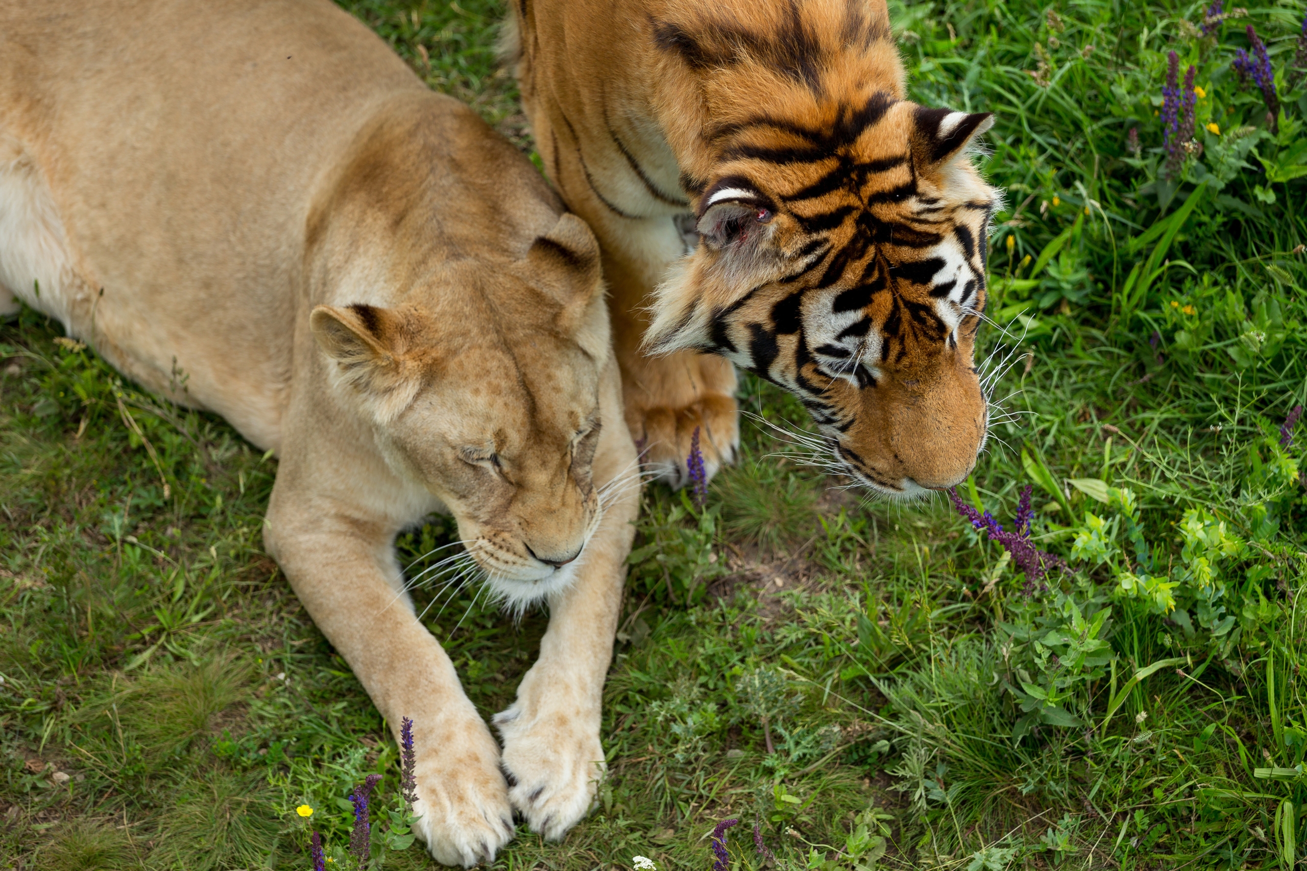 Lions and Tigers_ The Big Cats That Rule Every Zoo Visit