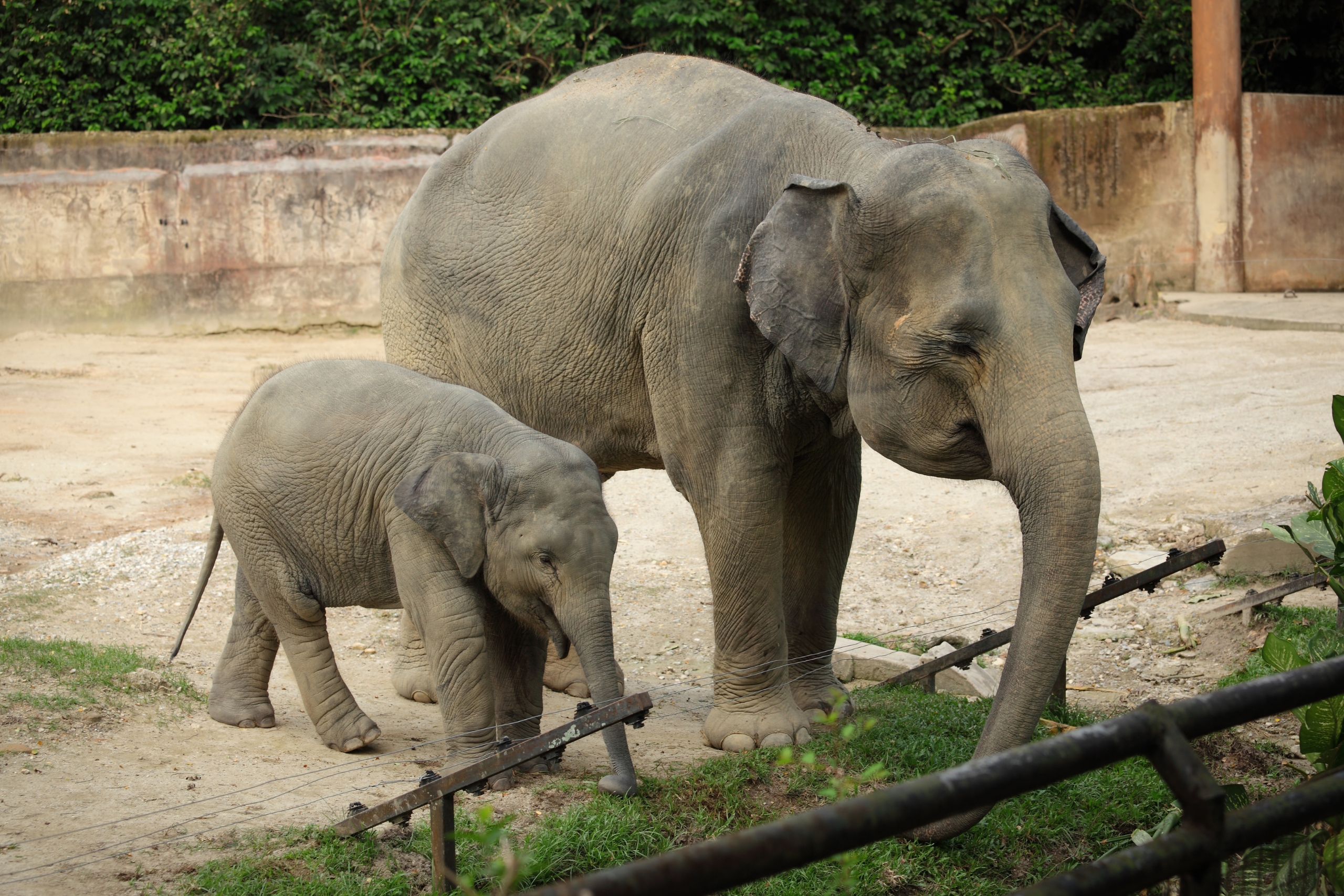 Elephants_ The Gentle Giants With the Best Memories in the Animal Kingdom
