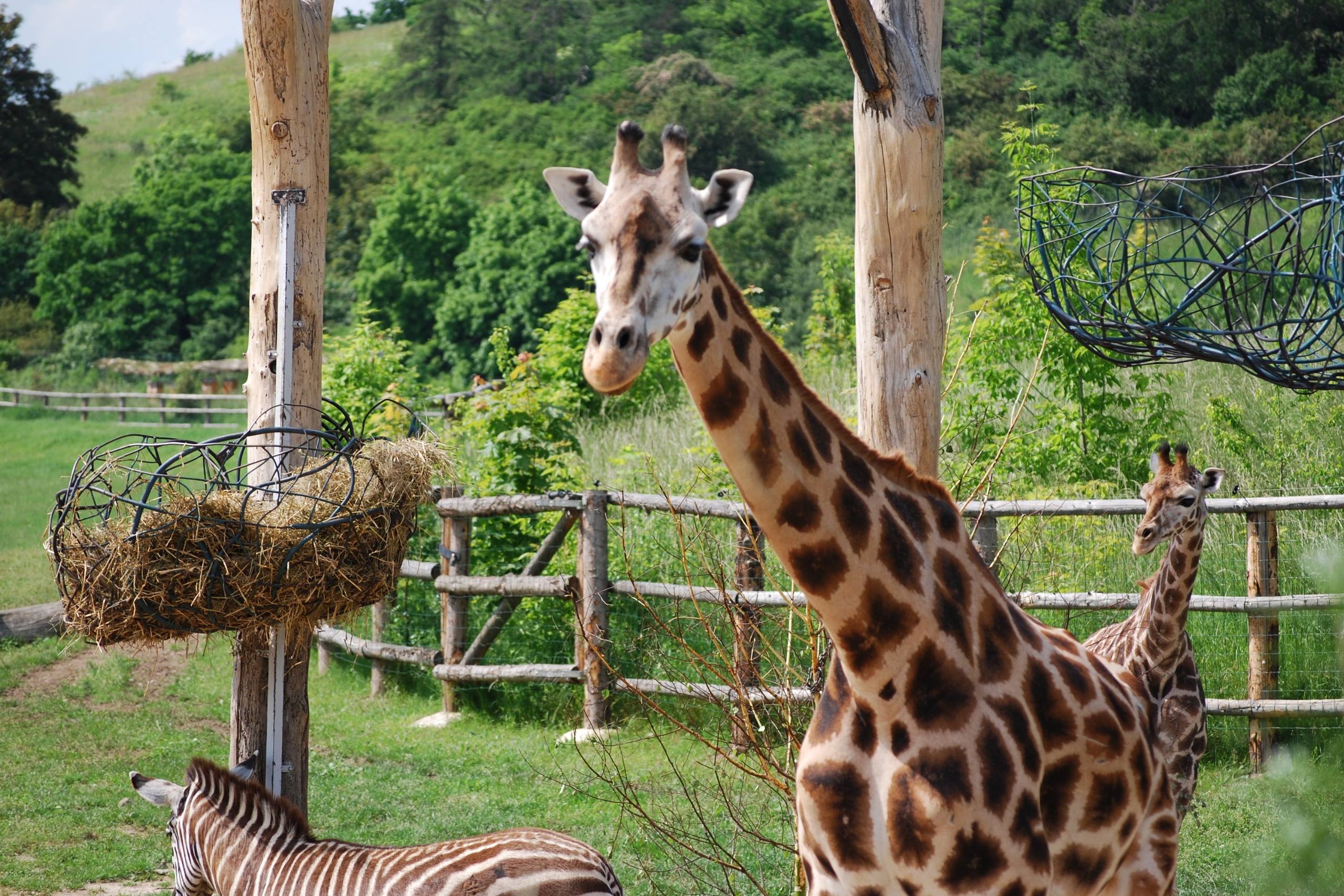 Giraffes_ The Tallest Animals on Earth and the Most Surprisingly Graceful