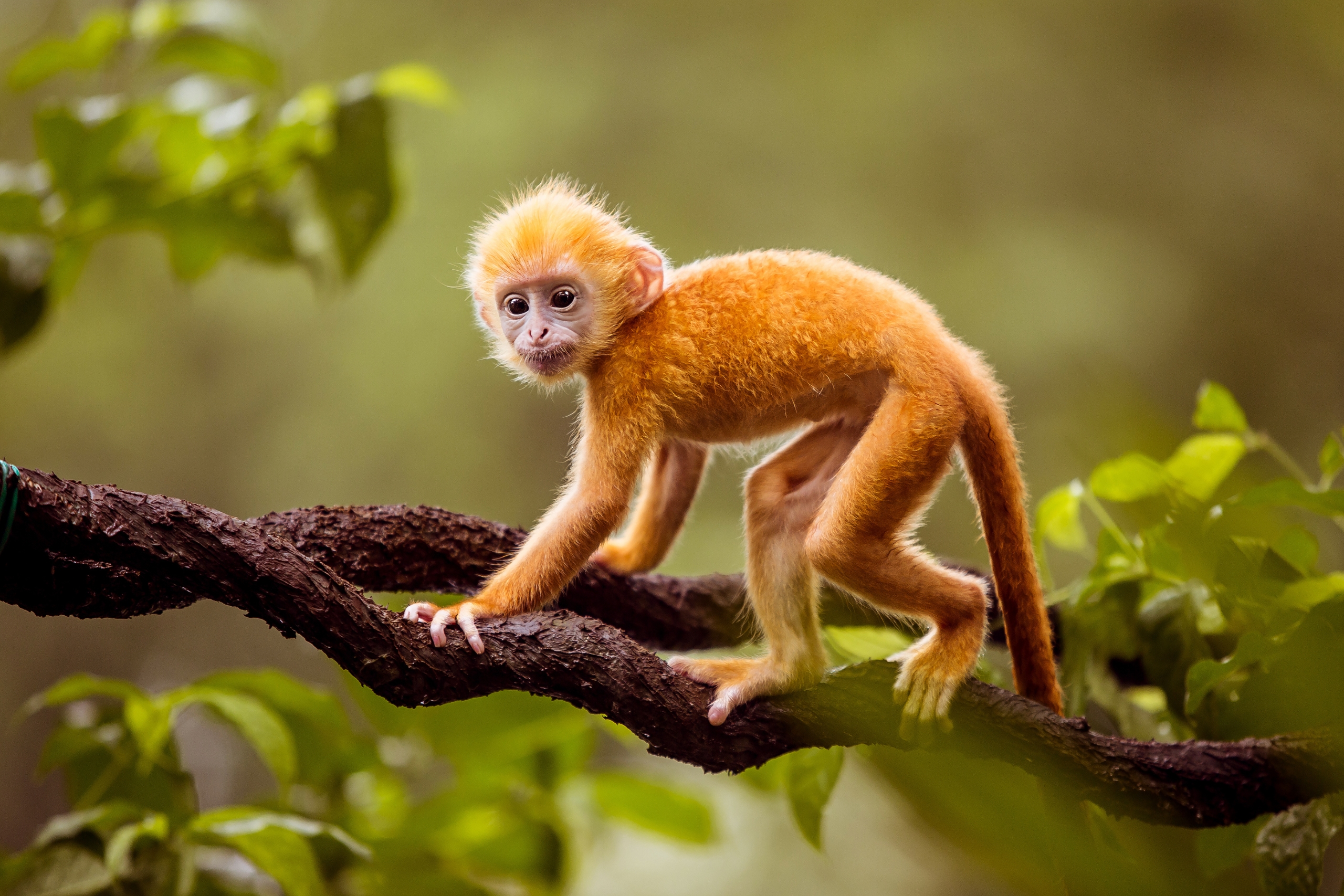 Monkeys, Apes, and Primates_ The Zoo Animals That Make Kids Ask Why They Look So Human