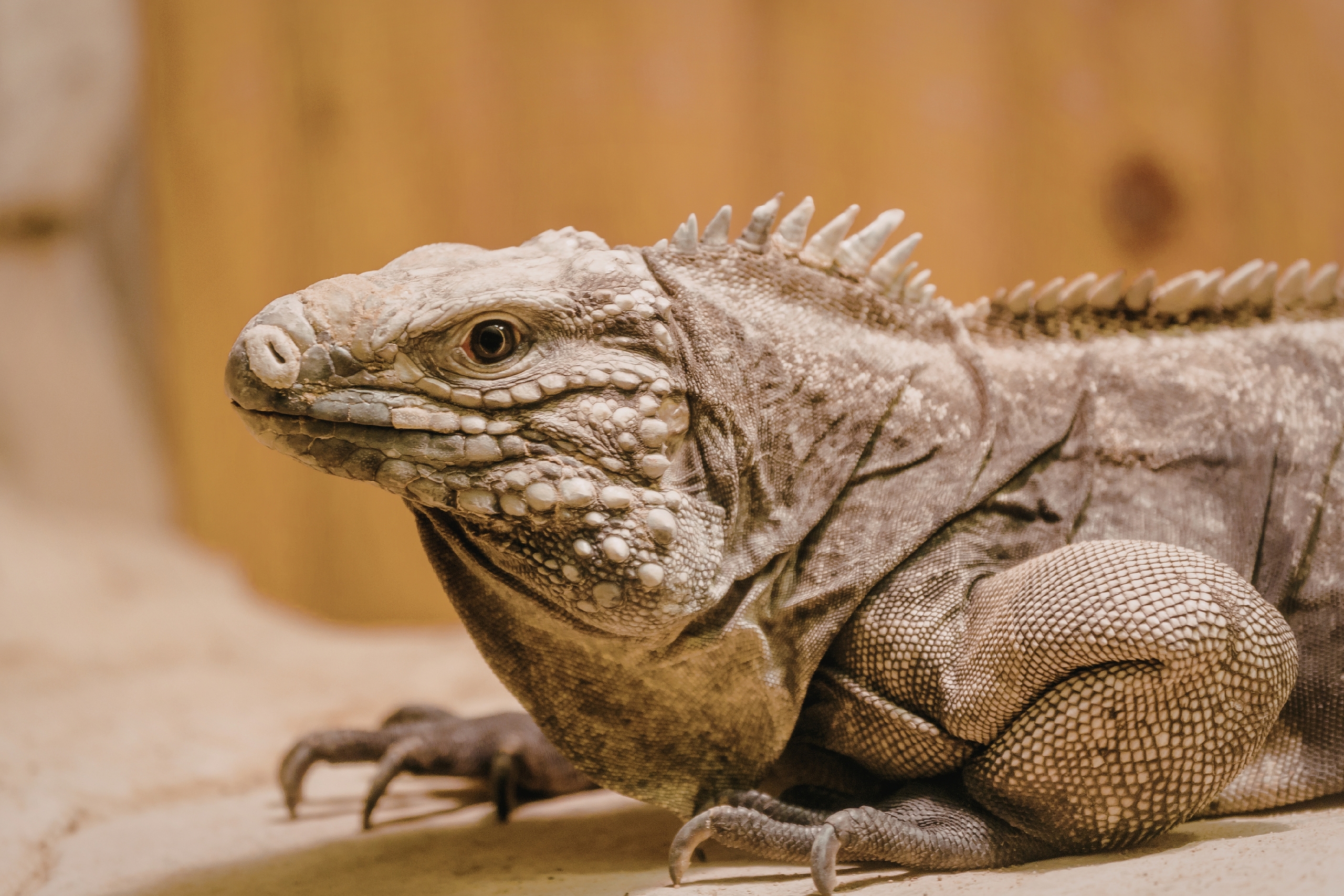 Reptiles and Amphibians_ The Cold-Blooded Wonders That Fascinate and Frighten